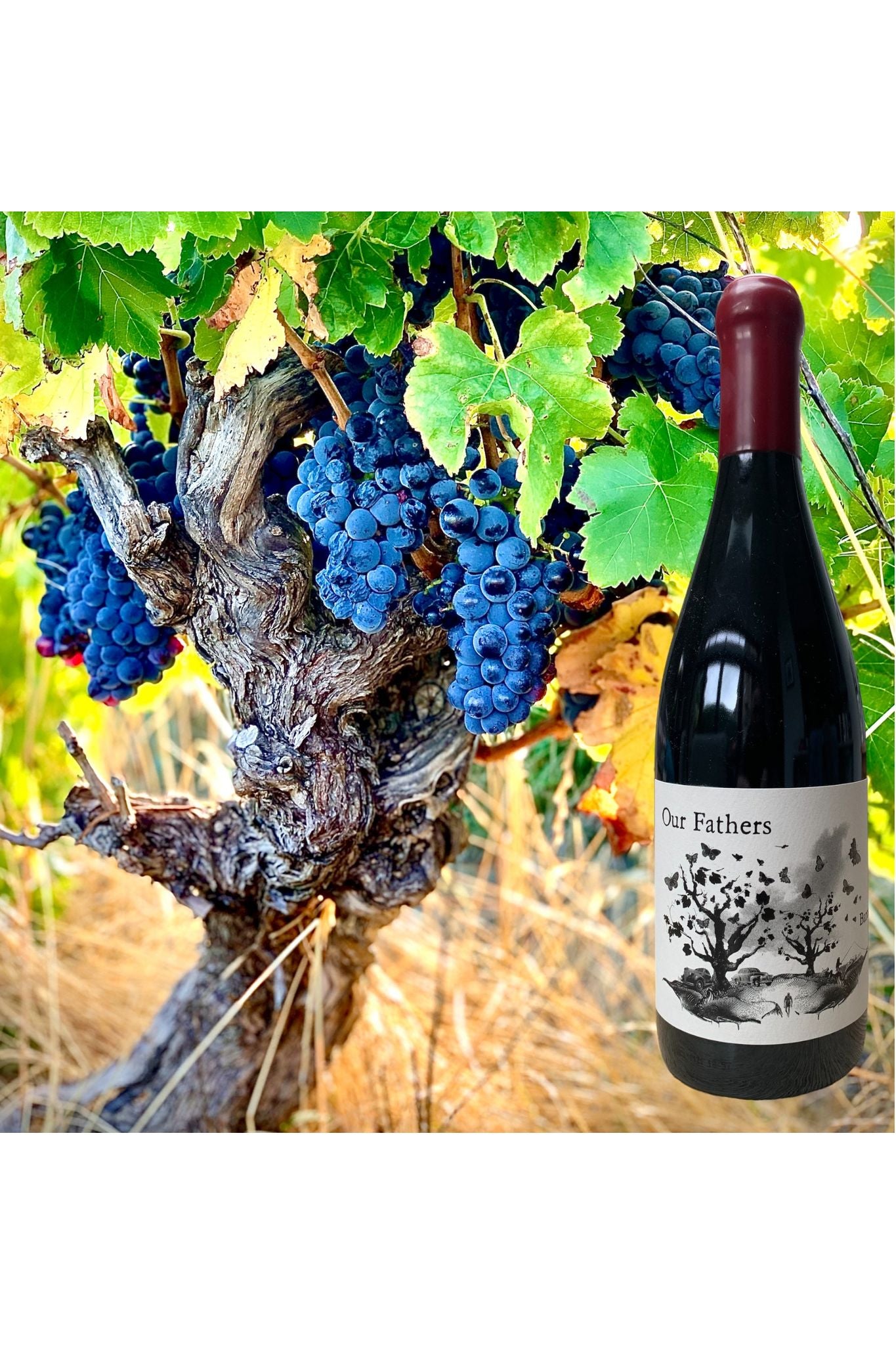 Our Fathers Shiraz 2018 (6x75cl.)